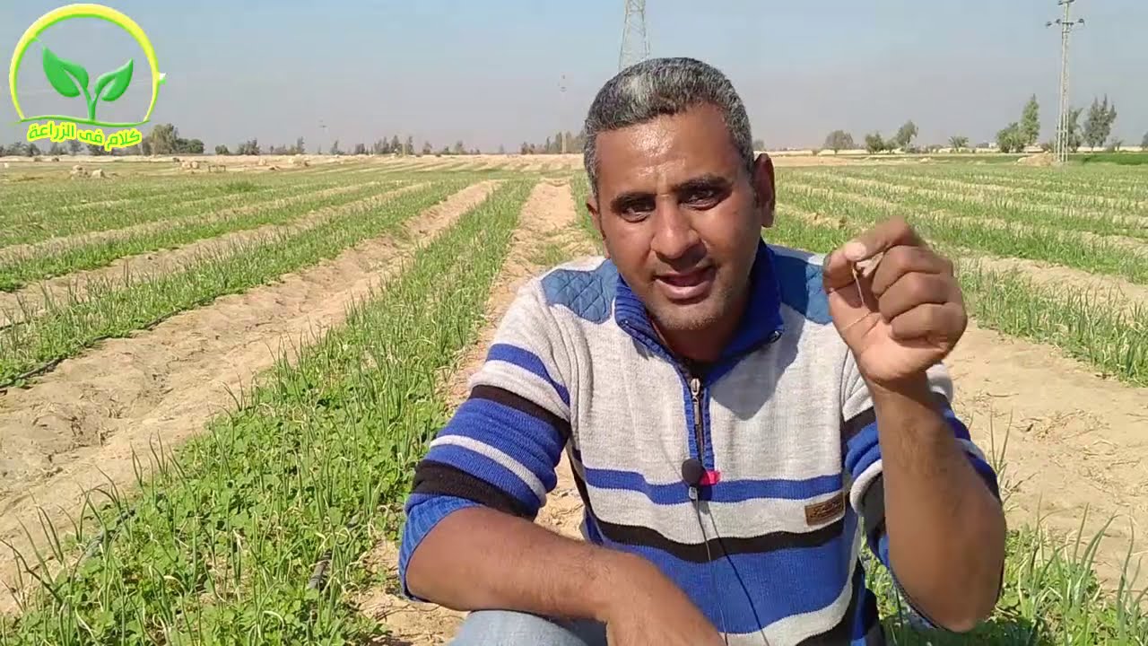 طرق القضاء علي  الحشائش عريضة وضيقة الاوراق في البصل