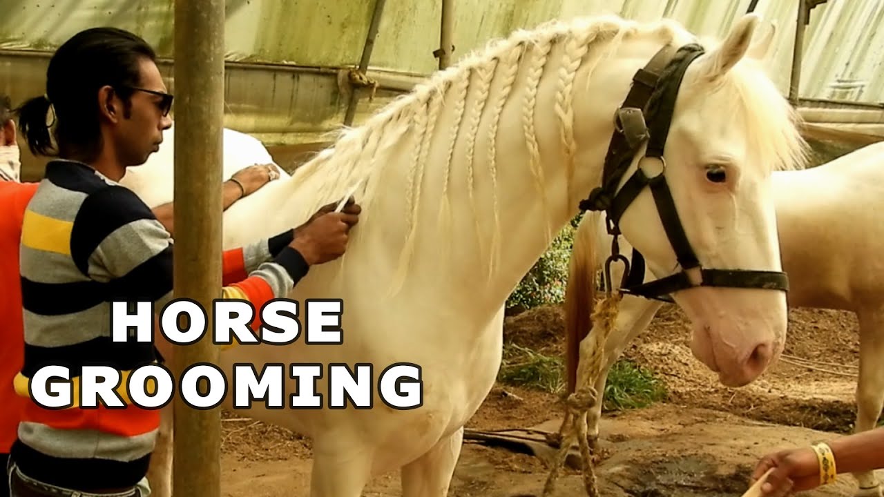 HORSE GROOMING || REHAN STUD FARM