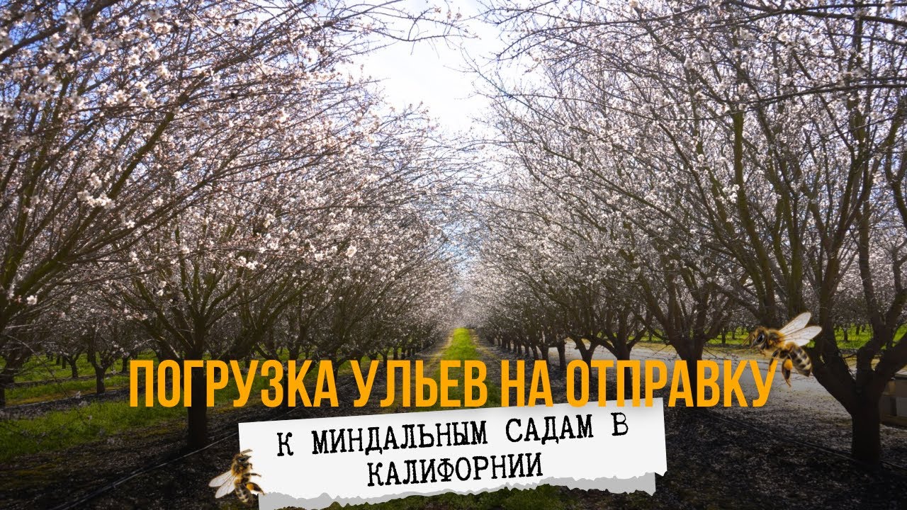 ПОГРУЗКА УЛЬЕВ НА ОТПРАВКУ К МИНДАЛЬНЫМ САДАМ В КАЛИФОРНИИ 🐝