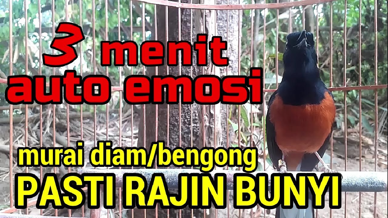 belum 3 menit SUDAH BANYAK murai lain IKUT NYAUT dan GACOR dengar ini✅✅