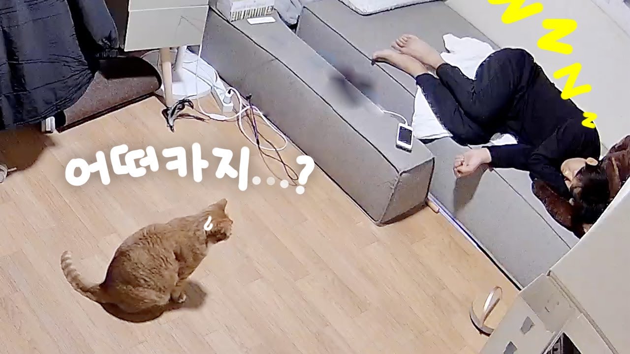 생방송 중 잠들어버린 집사 때문에 고민에 빠진 고양이
