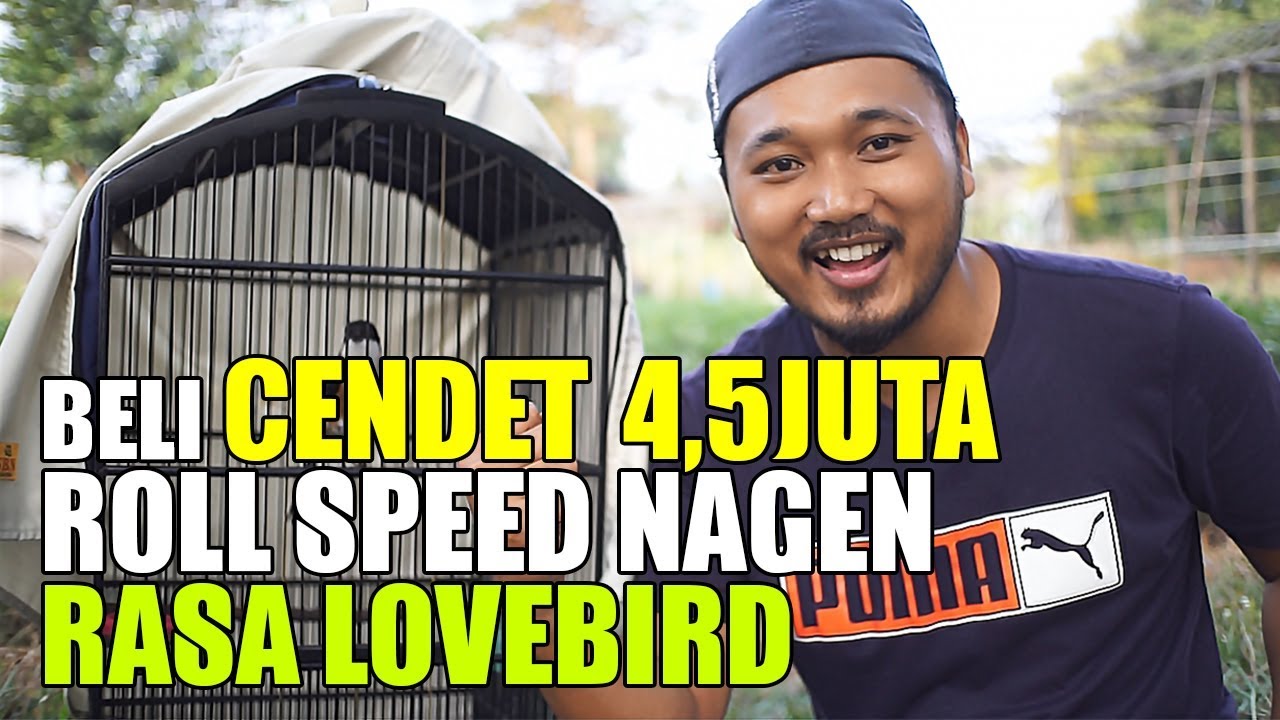 BELI CENDET 4,5JUTA ROLL SPEED NAGEN RASA LOVEBIRD