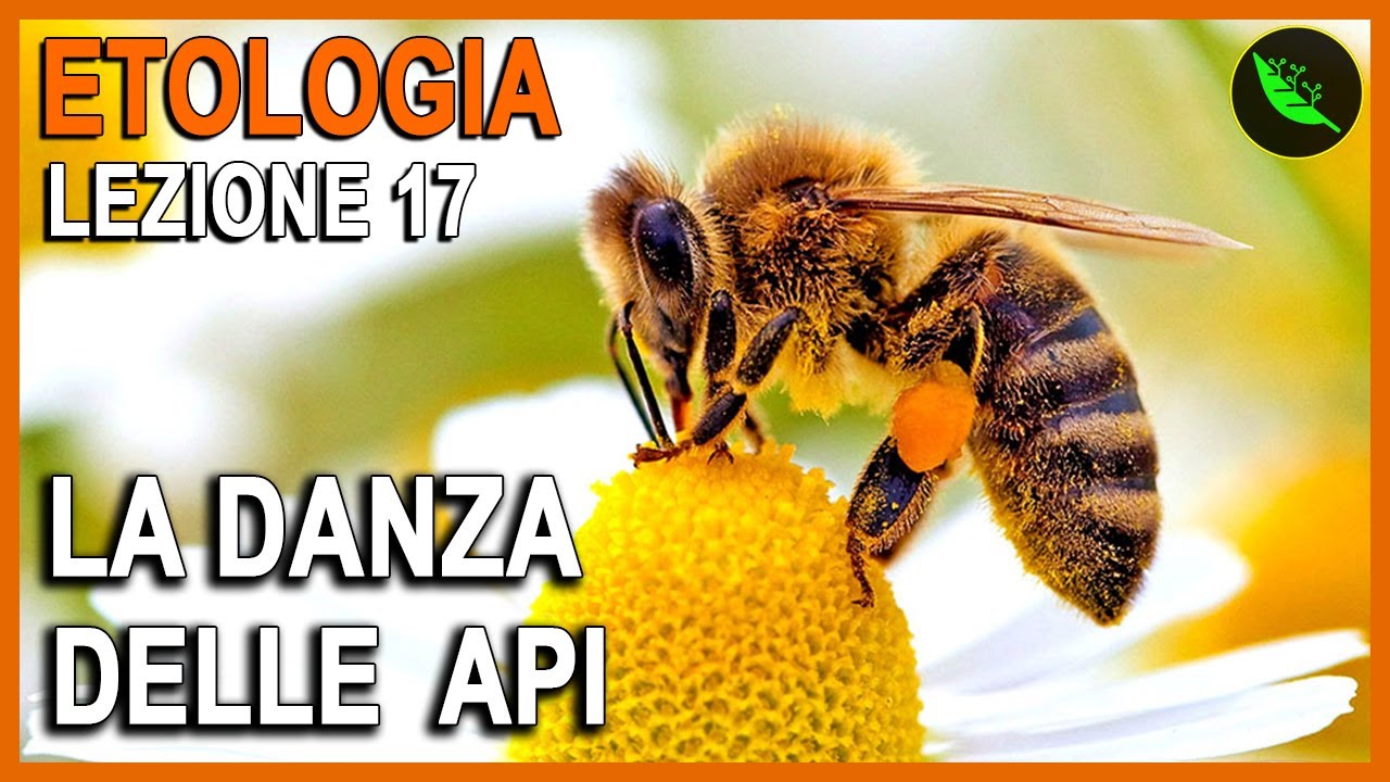 LA DANZA DELLE API  -Etologia Lezione 17