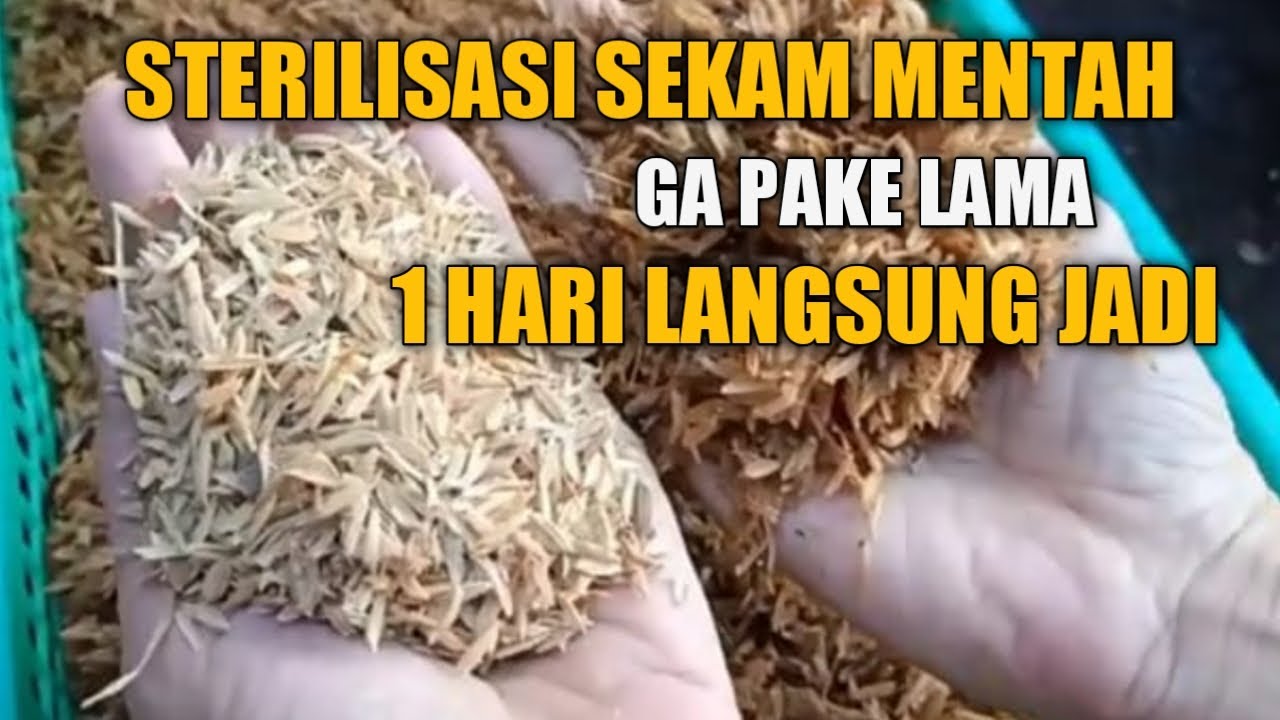CARA STERILISASI SEKAM MENTAH DENGAN CEPAT DAN SINGKAT