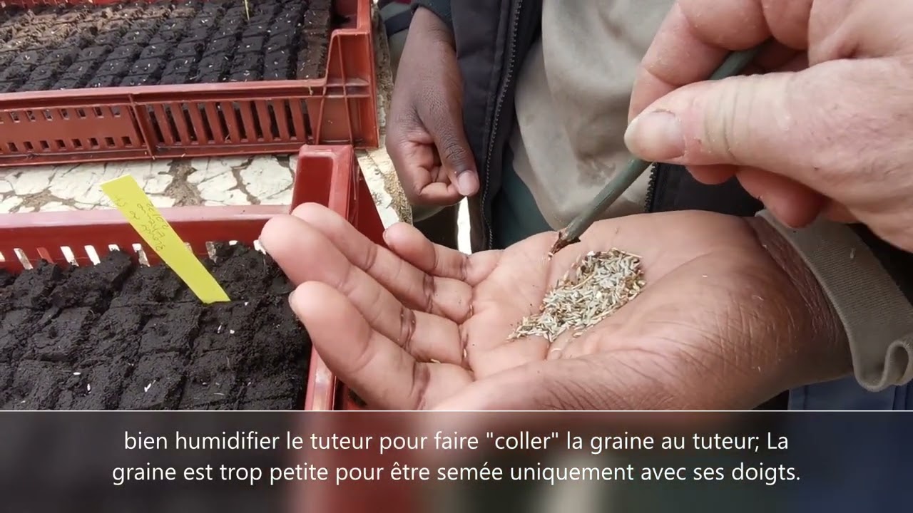 le semis de légumes en motte pressée