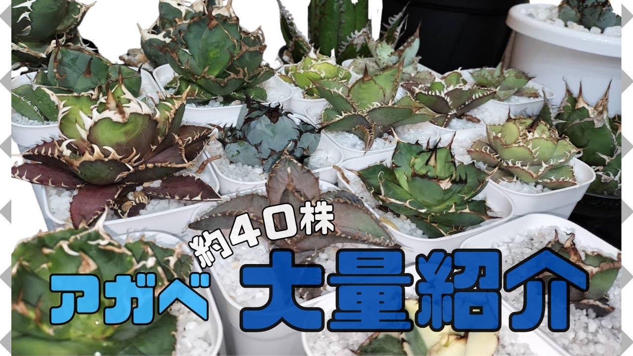 【株紹介】我が家のアガベ約40株を紹介します