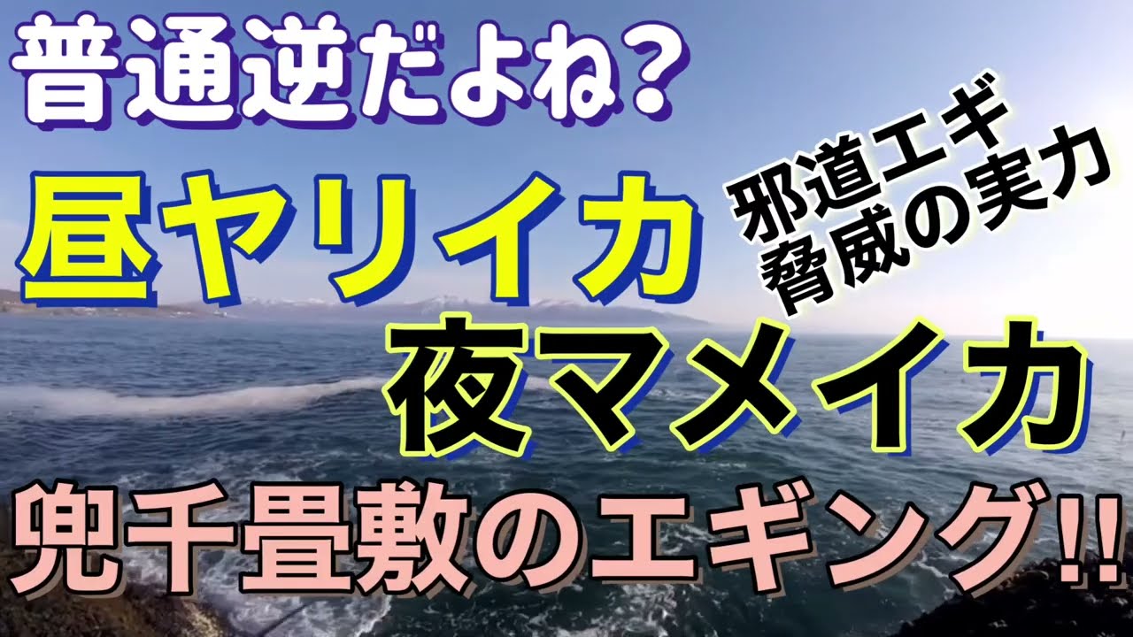 【釣り】普通逆だよね？ 昼ヤリイカ 夜マメイカ 兜千畳敷のエギング！ 邪道エギ脅威の実力！　エサ巻きエギ