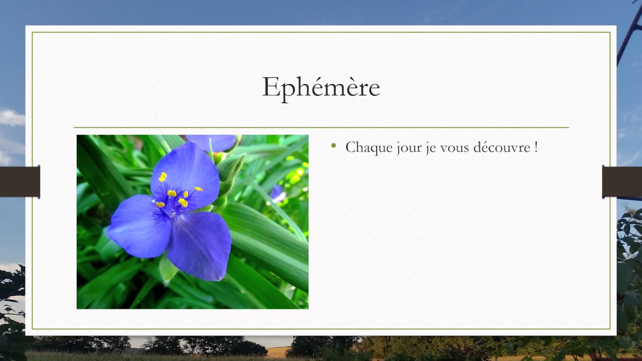 Le langage des fleurs