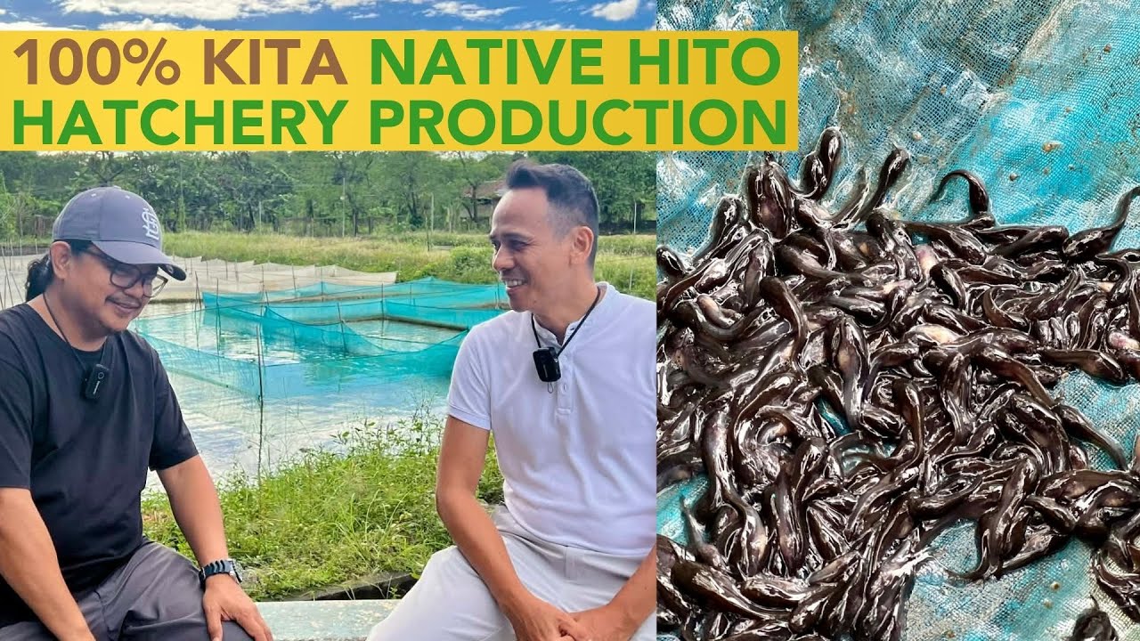 100% Kita sa Native Hito Hatchery Production - Mas Maganda kaya sa Grow-out!