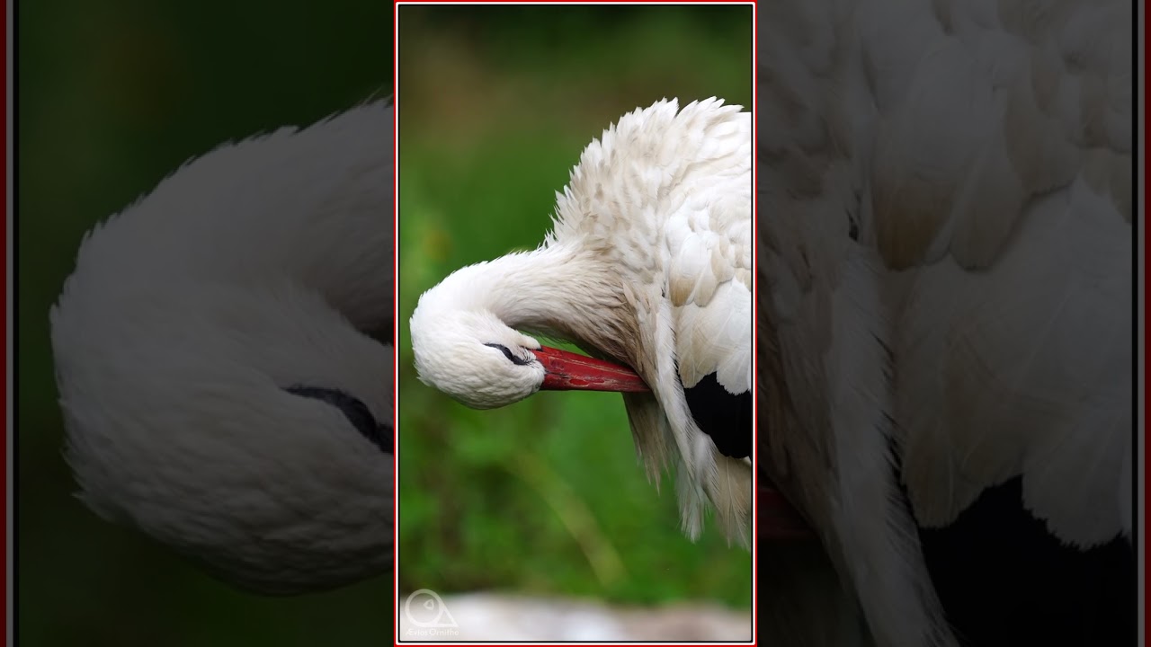 The White Stork - Ciconia ciconia at NaturOParc of Hunawir France III #birds #wildlife