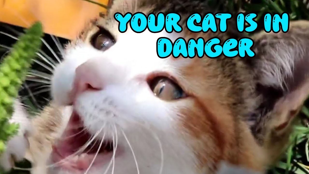Your Cat Is in Danger — Hidden Household Threats