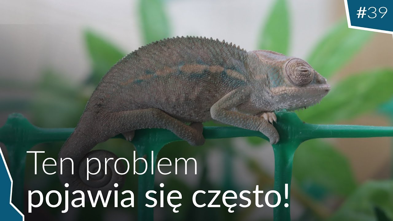 PRZEŚWIETLIŁEM OCZY KAMELEONOM 😳bardzo ważne