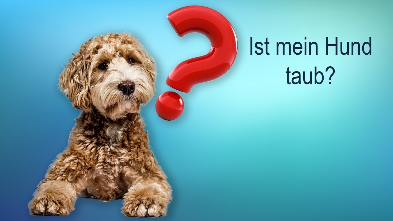 Ist mein Hund taub? Wie bemerke ich es?