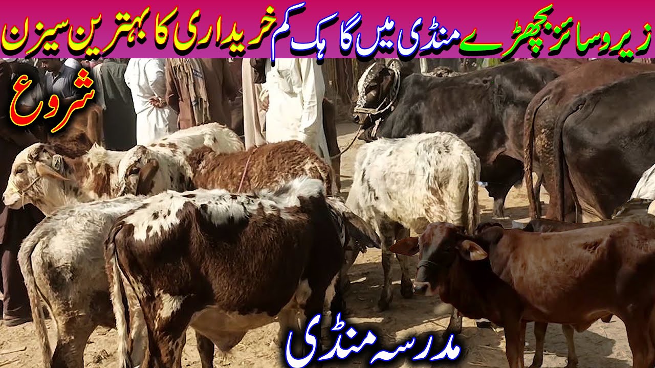 Beautiful Bull ,Latest Update Cow Market / Cattel Market.PK