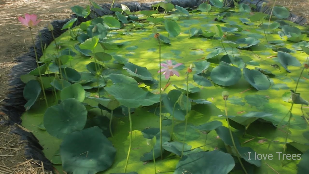 I Built a Lotus Pond  | here's what happened 😇🌷✨