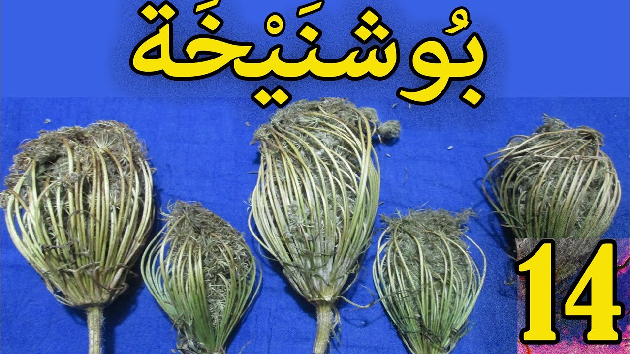 العشبة 14 من السلسلة التعريـفـية بالأعشاب المغربية الجزر البري