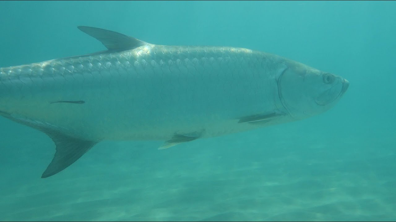 Mullet Run 2020 Singer Island HD 1080