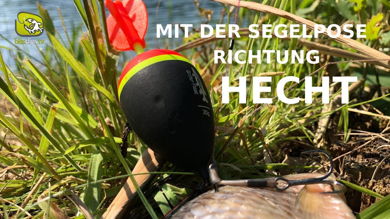 Hechtangeln mit der Pose - K&ouml;derfischmontage an der Segelpose