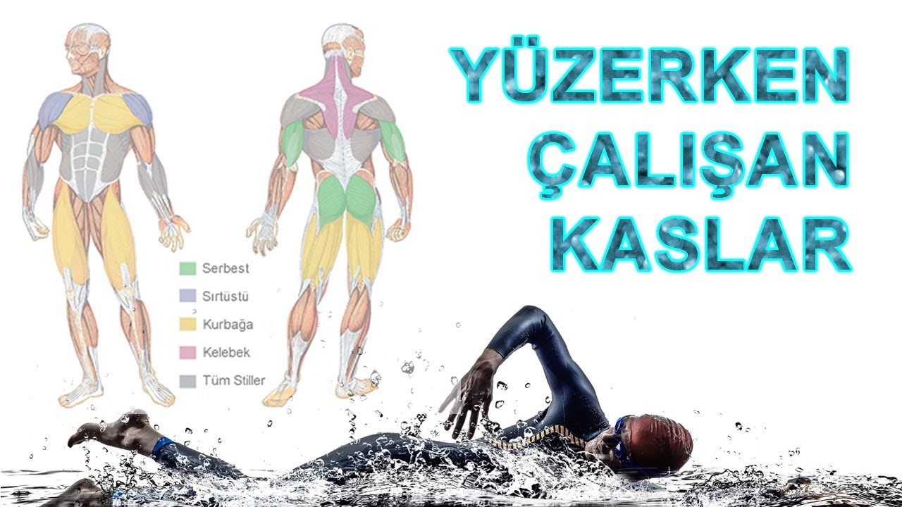 Yüzme Stillerinde HANGİ KAS GRUBU Daha Çok Çalışır?
