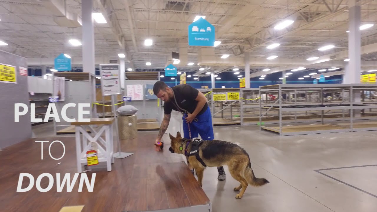 Penny 1 yo GSD Best Arizona Dog Trainers