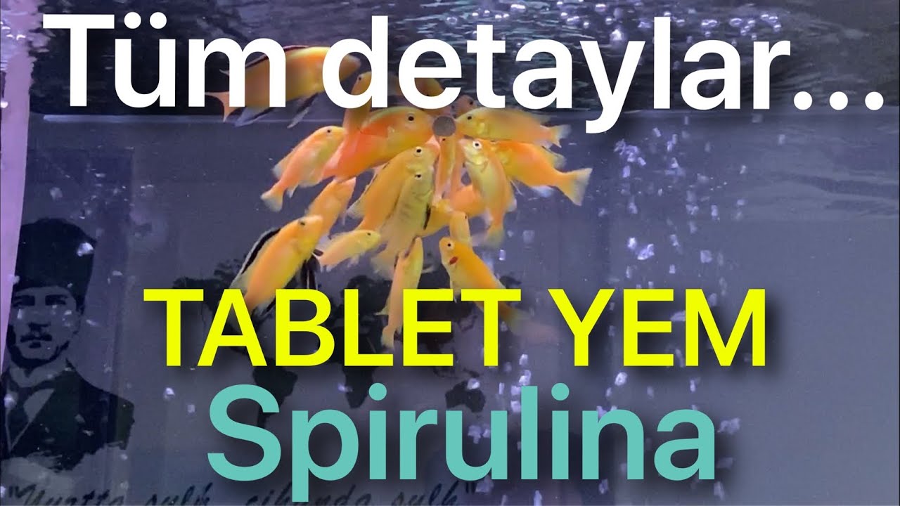 Spirulina tablet yem