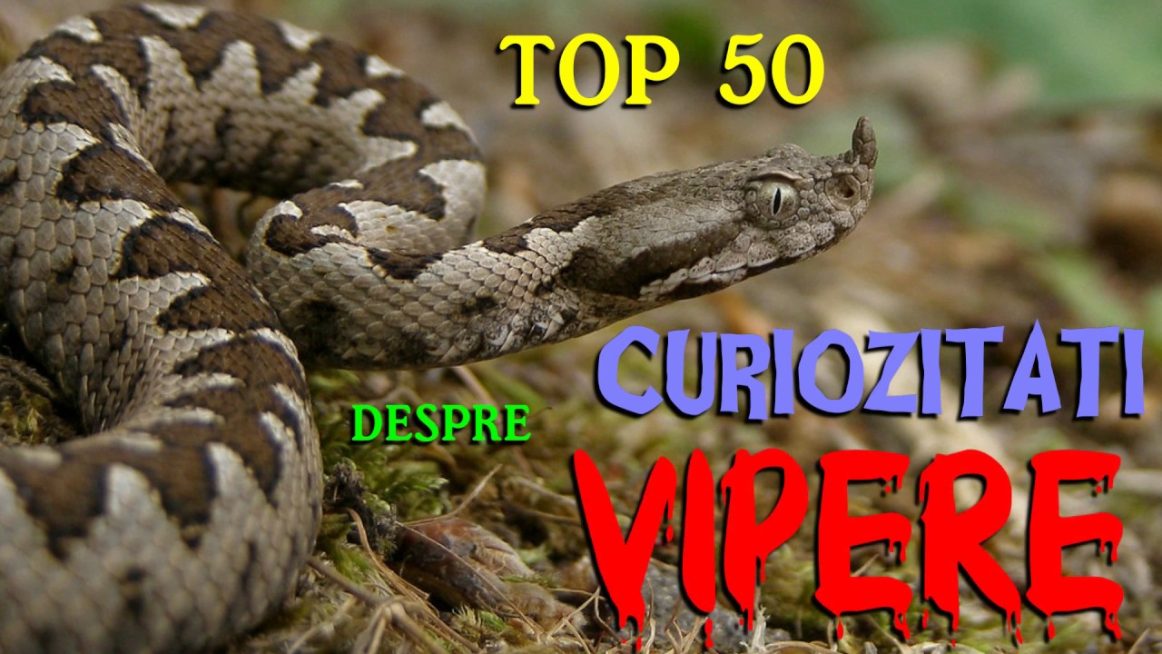 Top 50 curiozitati despre VIPERE