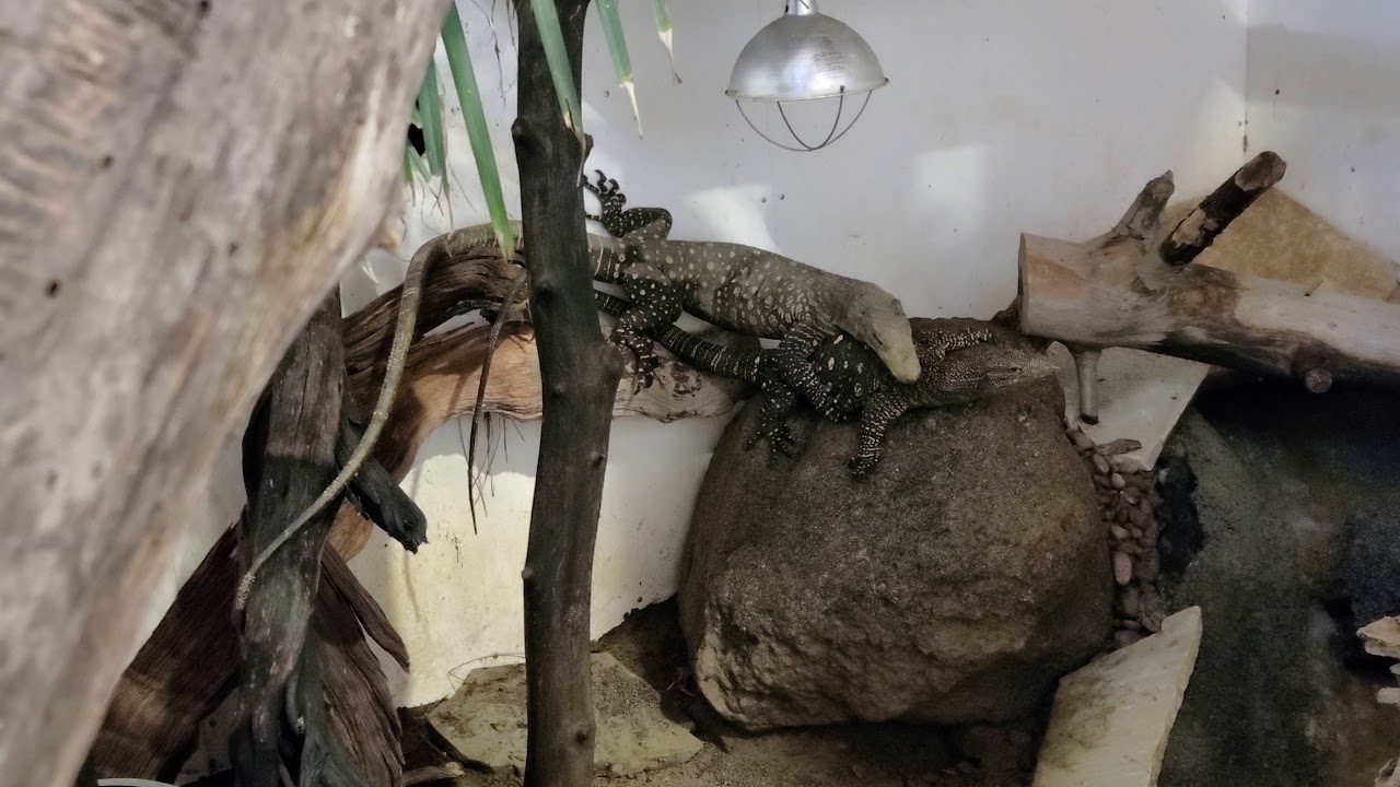 Croc Monitor Breeding Behavior Part 2
