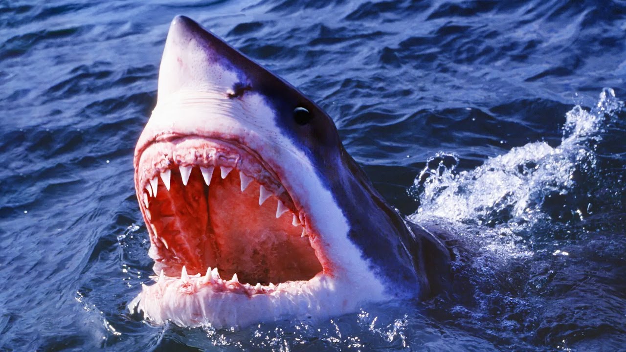 JAWS 1&ndash;4: Ultimate Shark Attack Compilation