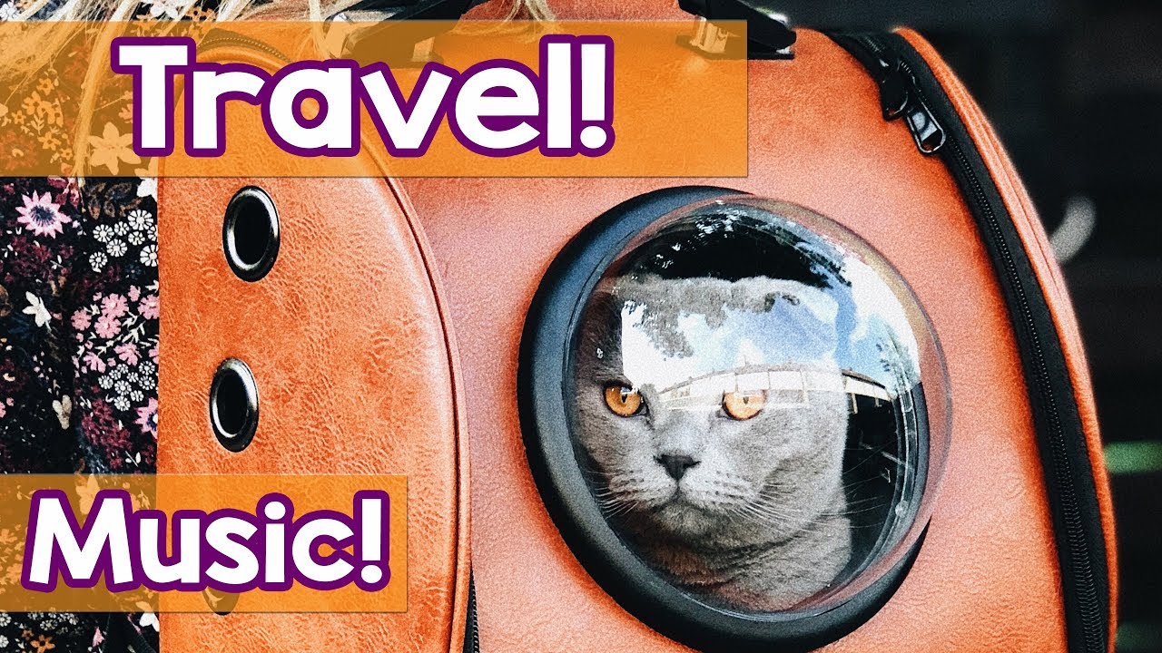 How To Calm My Cat For Long Car Journeys! This is the Best Remedy for Car Sickness With Cats!