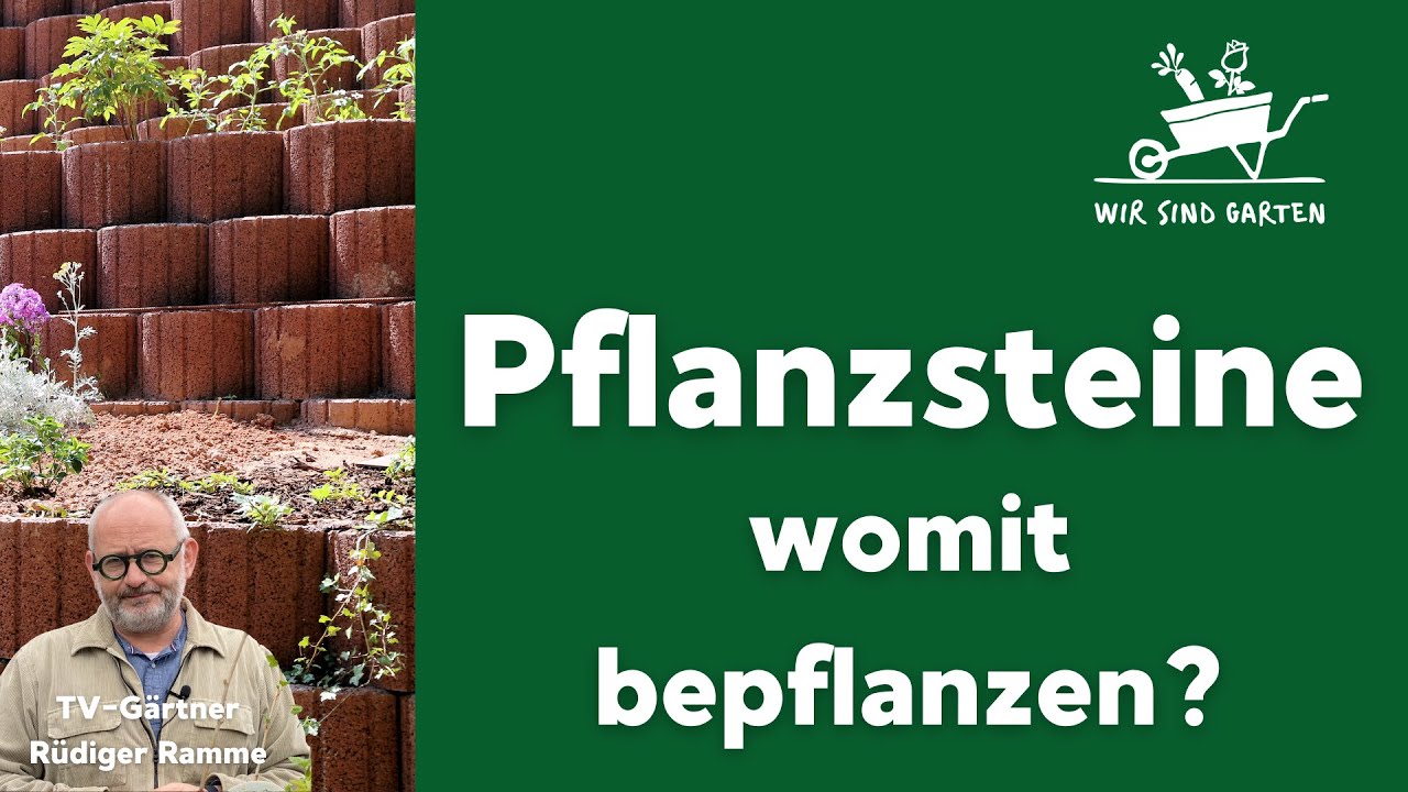 Pflanzsteine bepflanzen - aber womit?