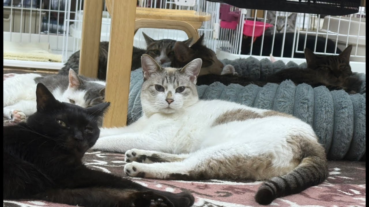Your donations save cats' lives.