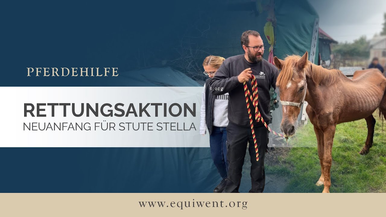 Die Rettung der Stute Stella