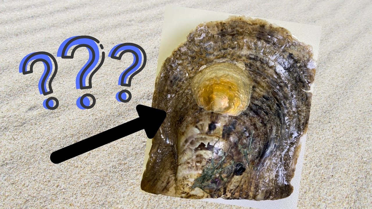 What's Really Inside an Oyster? (Reveals 18083 - 18094)