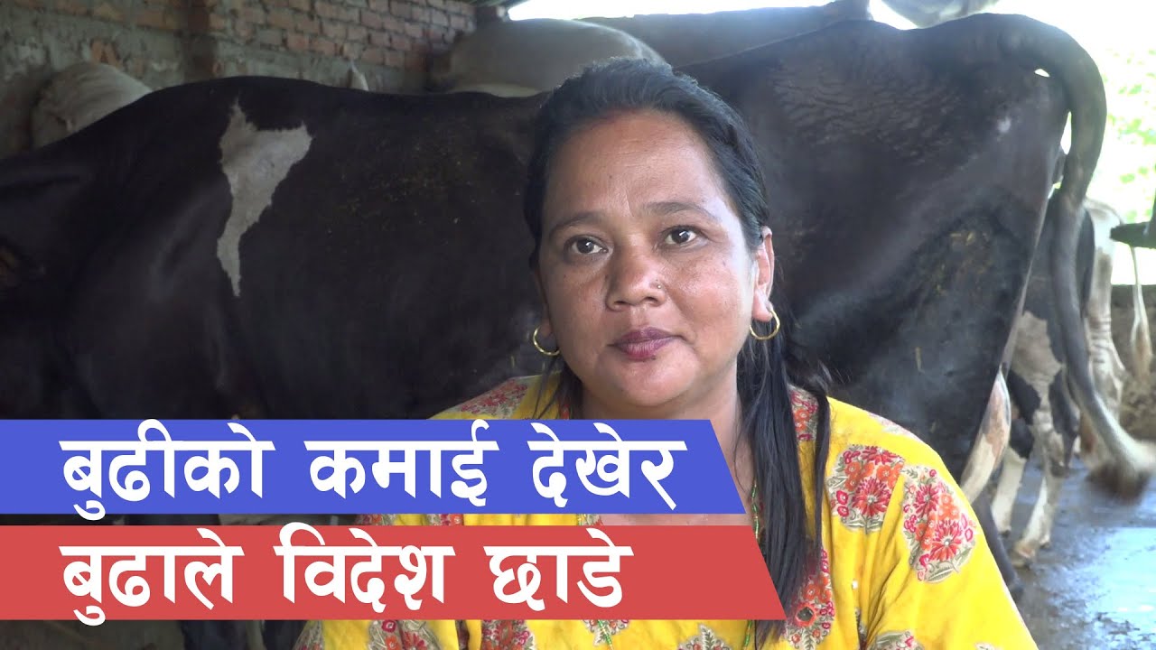 गाई पालनले मनग्य आम्दानी  || Cow farming in Nepal ||