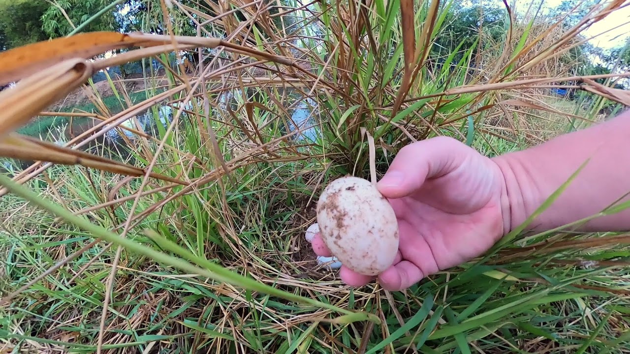 Breakfast hunting in rural Thailand