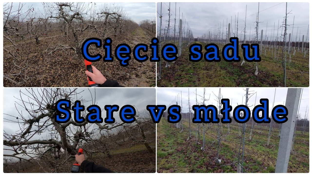 Z Sadu 8 styczeń 2025. Cieście sadu. Stare vs młode #sadownictwo #sad #ogrodnictwo