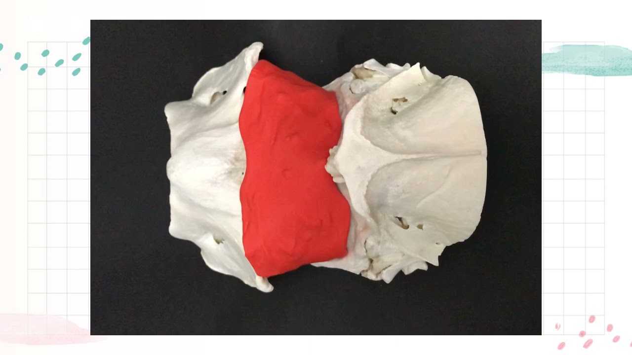 Articulación atlantooccipital del equino