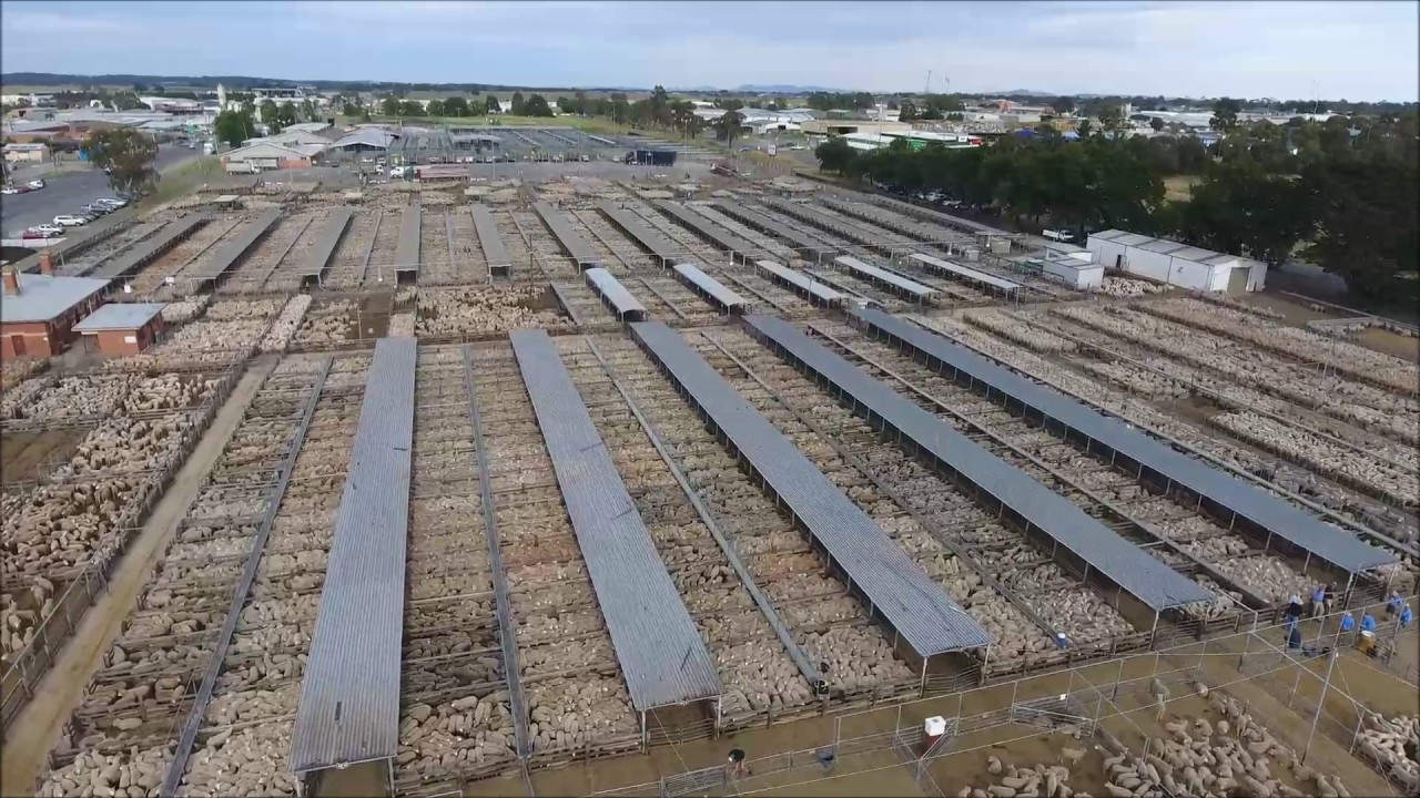 Ballarat Saleyards 13 Dec16
