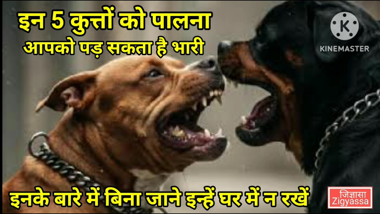 कहीं ये कुत्ते आपके लिए मुसीबत न बन जाएं । सावधान रहिएगा