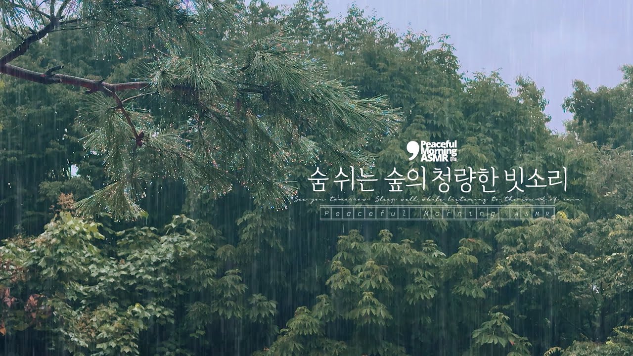 Раннее утро, дышащий лес, освежающий и успокаивающий дождь ASMR 🌧️
