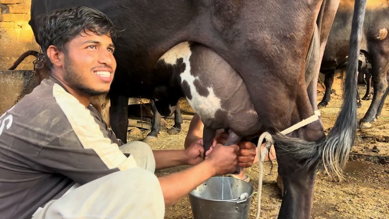 बहुत शानदार 🙄 गिरक्रॉस गाय 🐄बिकाऊ।✅    #cow #cowmilking 