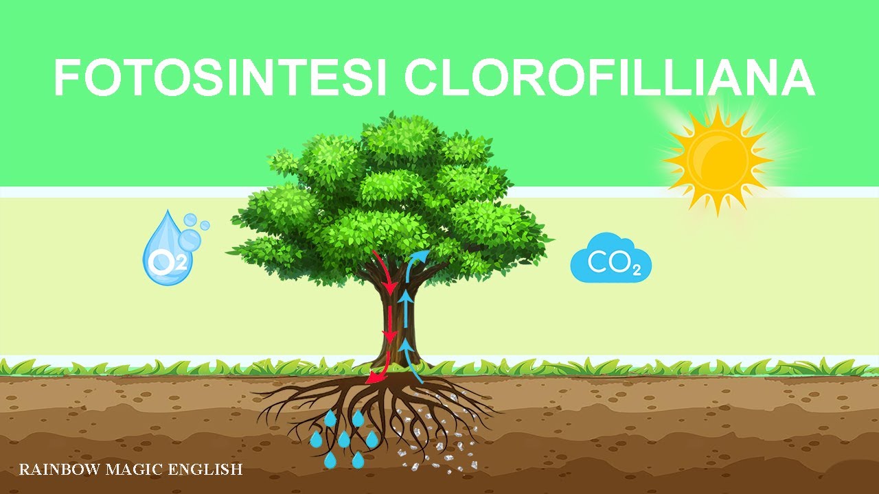 Fotosintesi Clorofilliana