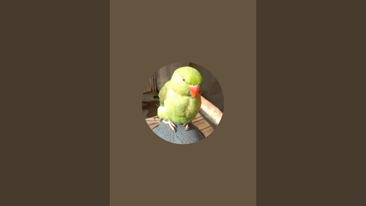 all in one kajal😜 with parrot  is live
