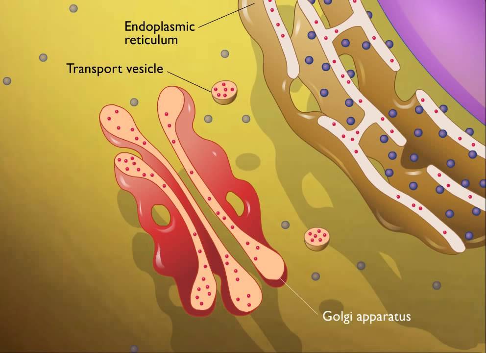 Lysosomes HD Animation
