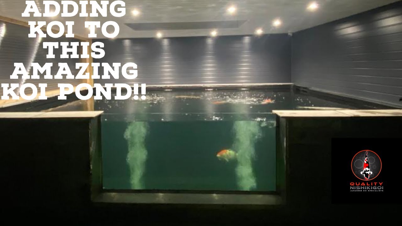MASSIVE KOI POND!! BIG KOI GOING IN!!!