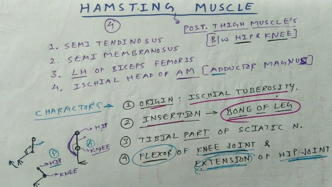 Hamstring Muscle : Posterior Thigh Muscle | TCML and ENMEDER