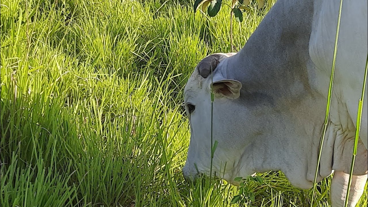 TIRANDO DÚVIDAS SOBRE O CAPIM MASSAI