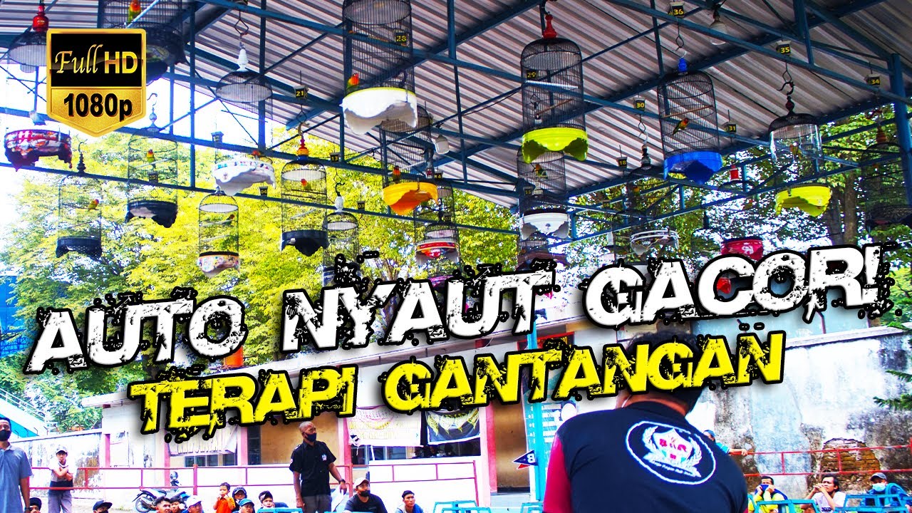 LOVEBIRD BAKAL NYAUT DENGAR VIDEO INI | Simulasi Lomba LB Fighter Digantangan