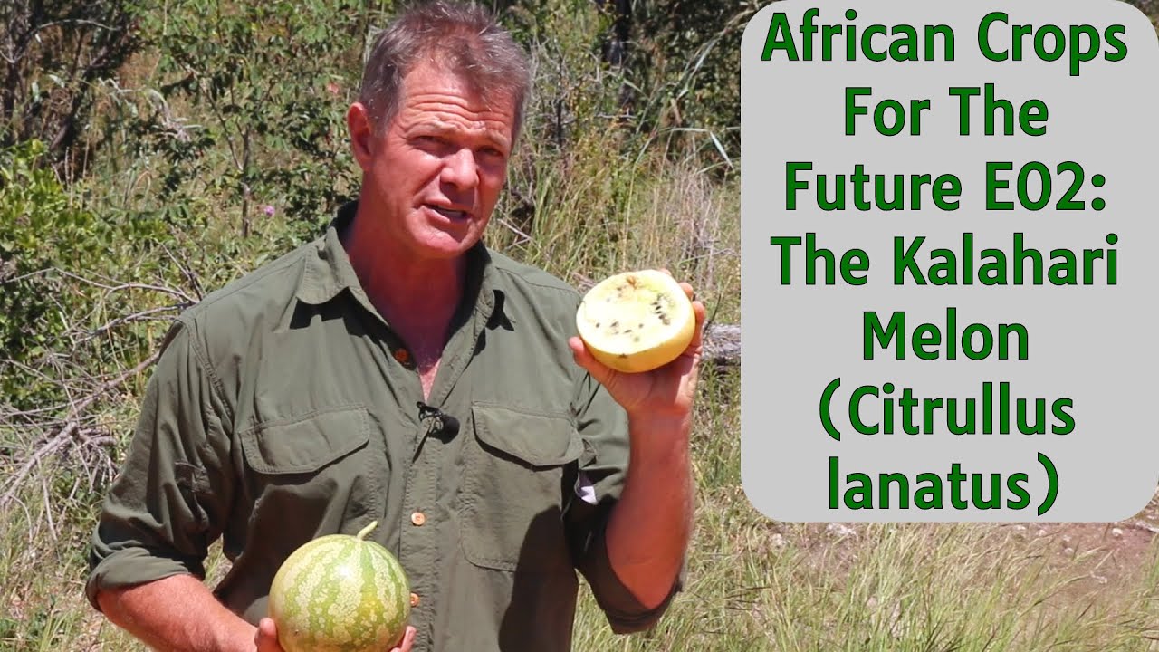 African Crops For the Future E02: The Kalahari Melon (Citrullus lanatus)