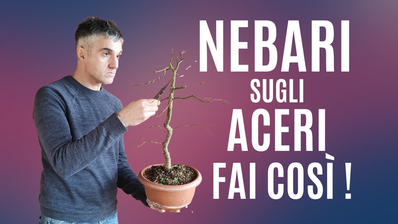COME FAR ALLARGARE un NEBARI su ACERO PALMATO, metodo tavoletta